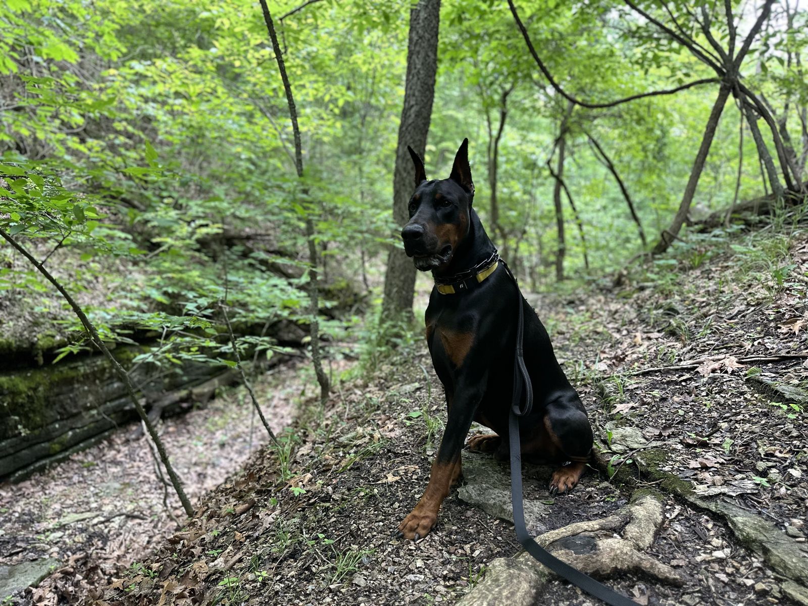 Hiking & Trail Gear for Well-Behaved Dogs: Checklist