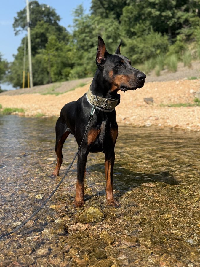 Well-trained dog