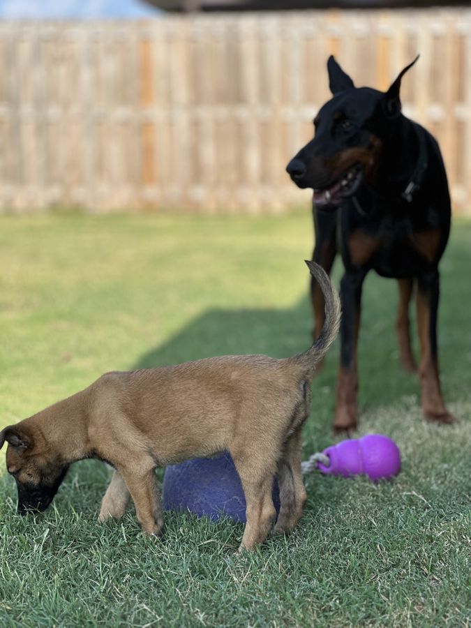 Well-trained dog