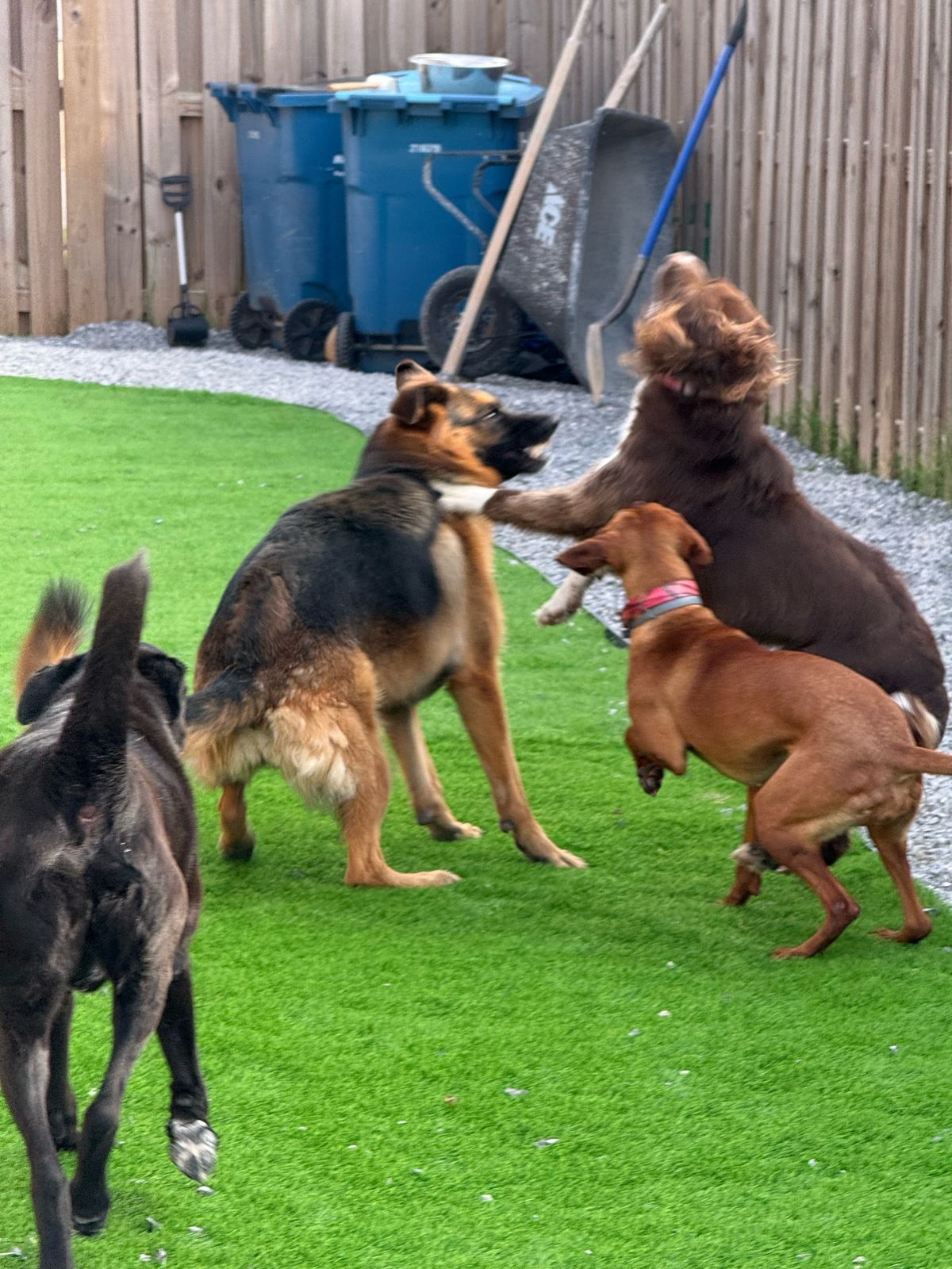 Well-trained dog