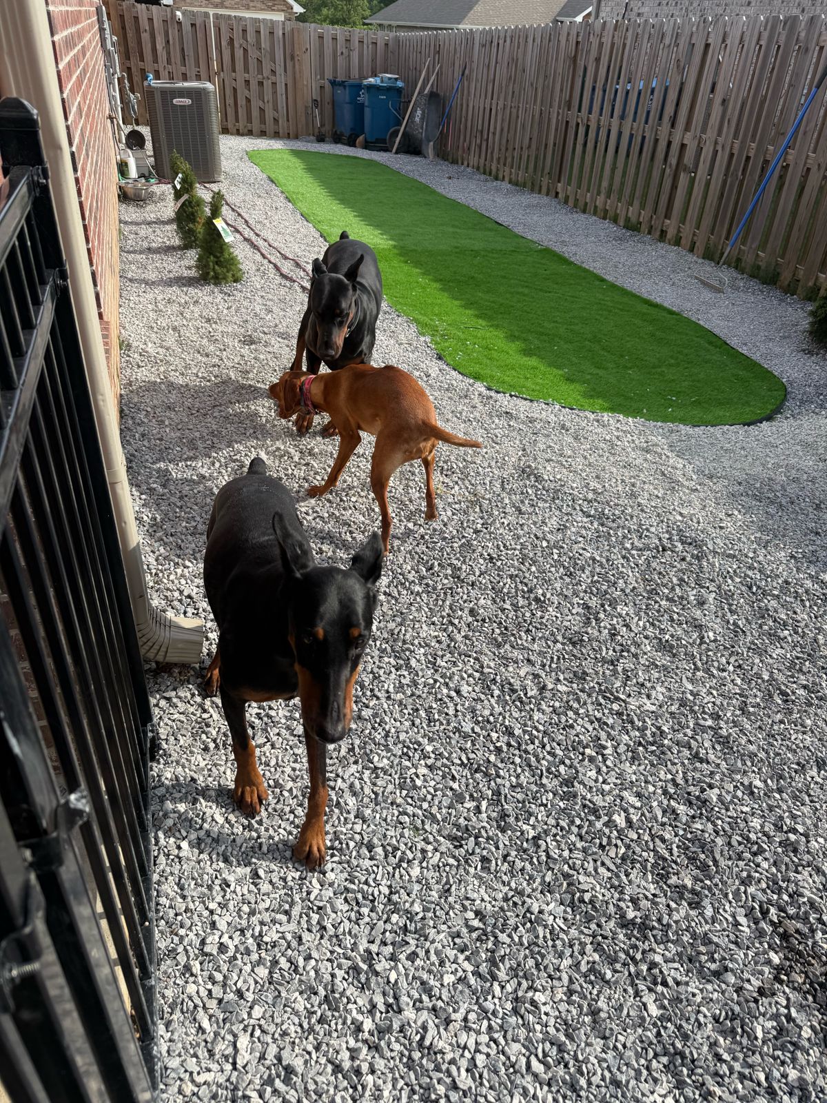 Well-trained dog