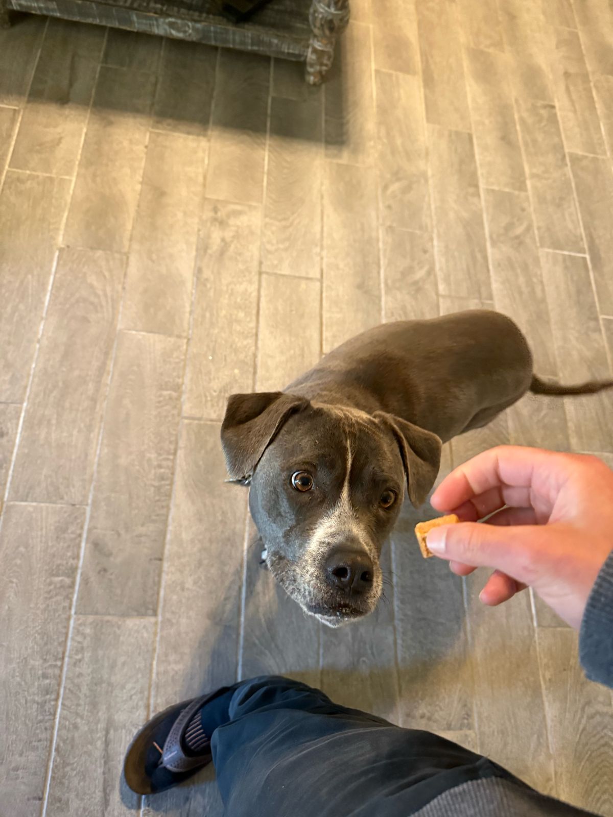 Well-trained dog