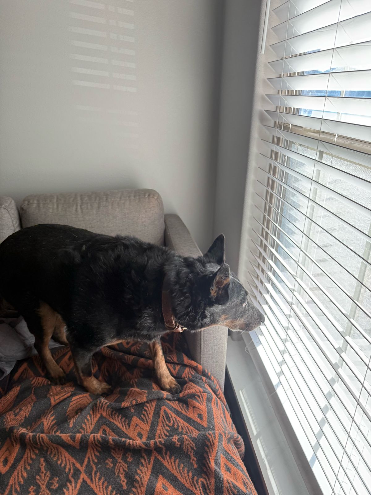 Well-trained dog