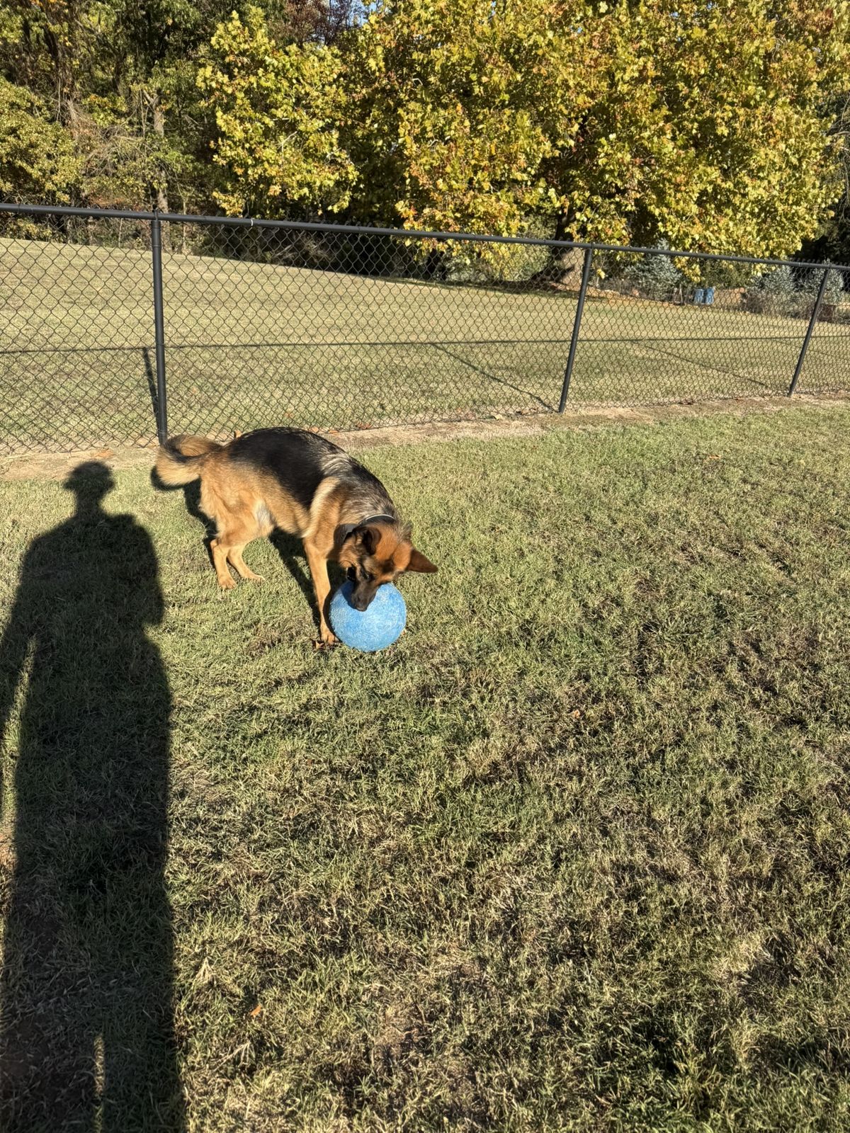 Well-trained dog