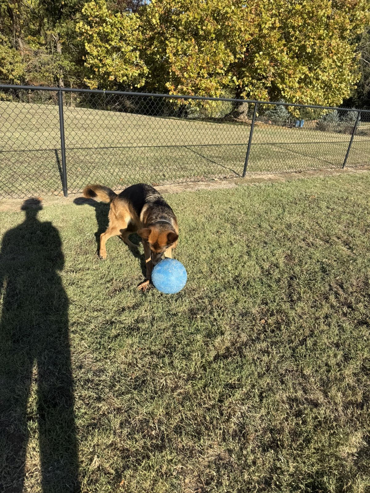 Well-trained dog