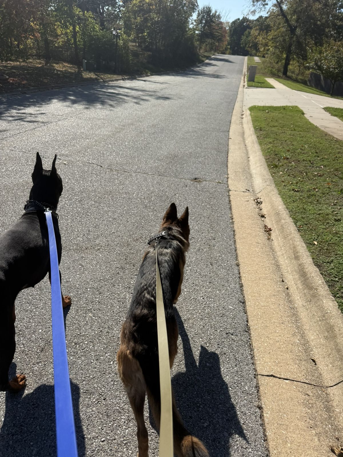Well-trained dog