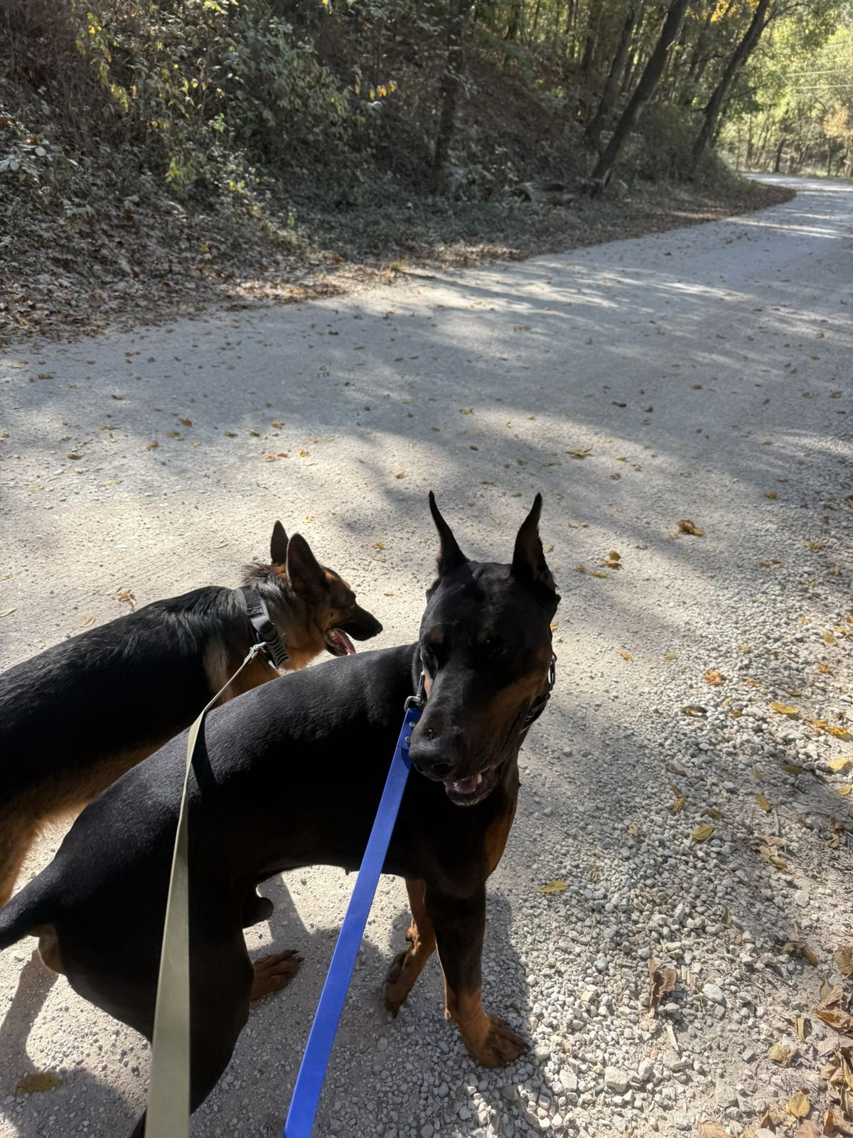 Well-trained dog