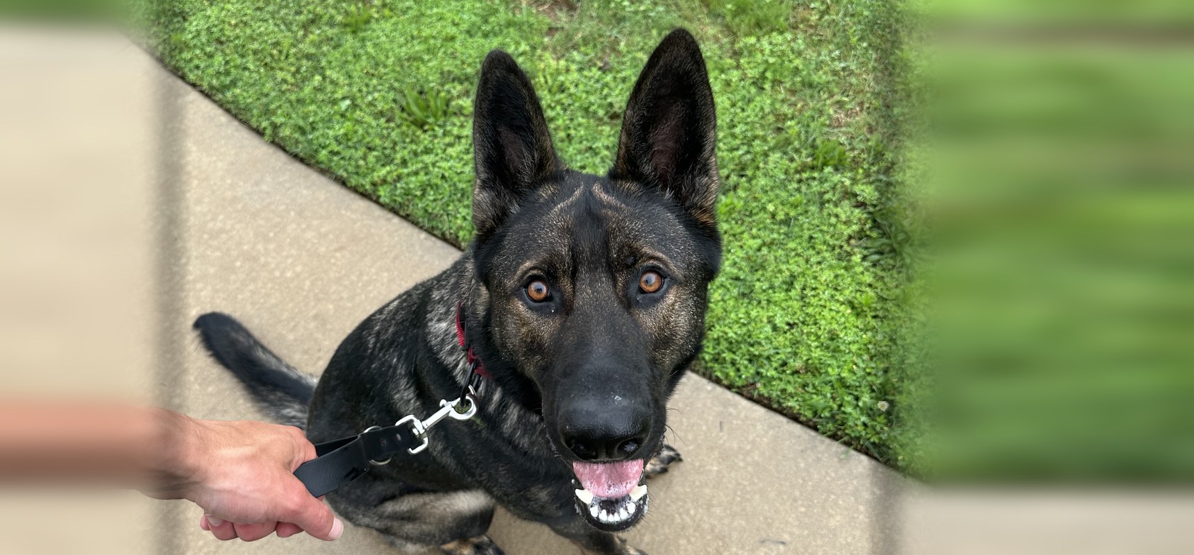Obedience Basics Starter Kit: Name, Sit, Down, Stay, Touch & Leave It