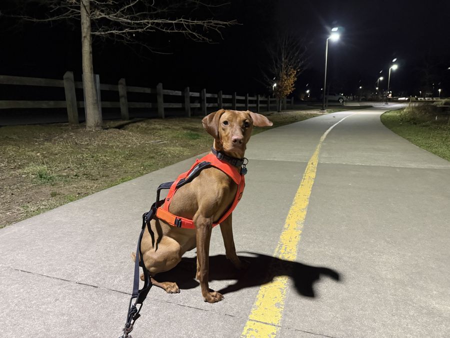 Well-trained dog